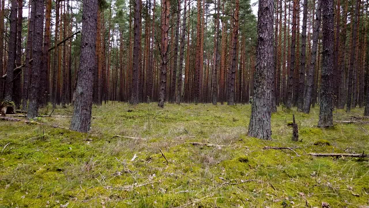 bosque de pinos silvestres con musgo verde debajo de los árboles, tiro aéreo lento moviéndose bajo entre árboles en un día de primavera nublado, cámara avanzando