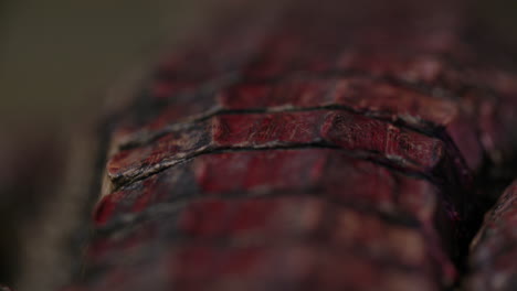 rack focus along the scales of a caiman back