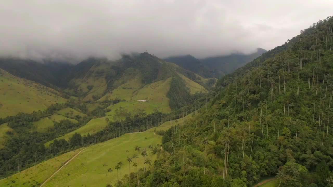 el valle de la cocora con palmeras de cera nativas