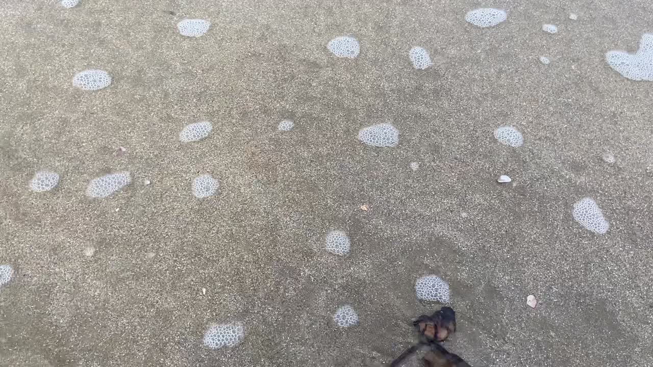 비디오, 텍스트 공간을 여는 작은 파도, 모래 해변의 부드러운 파도