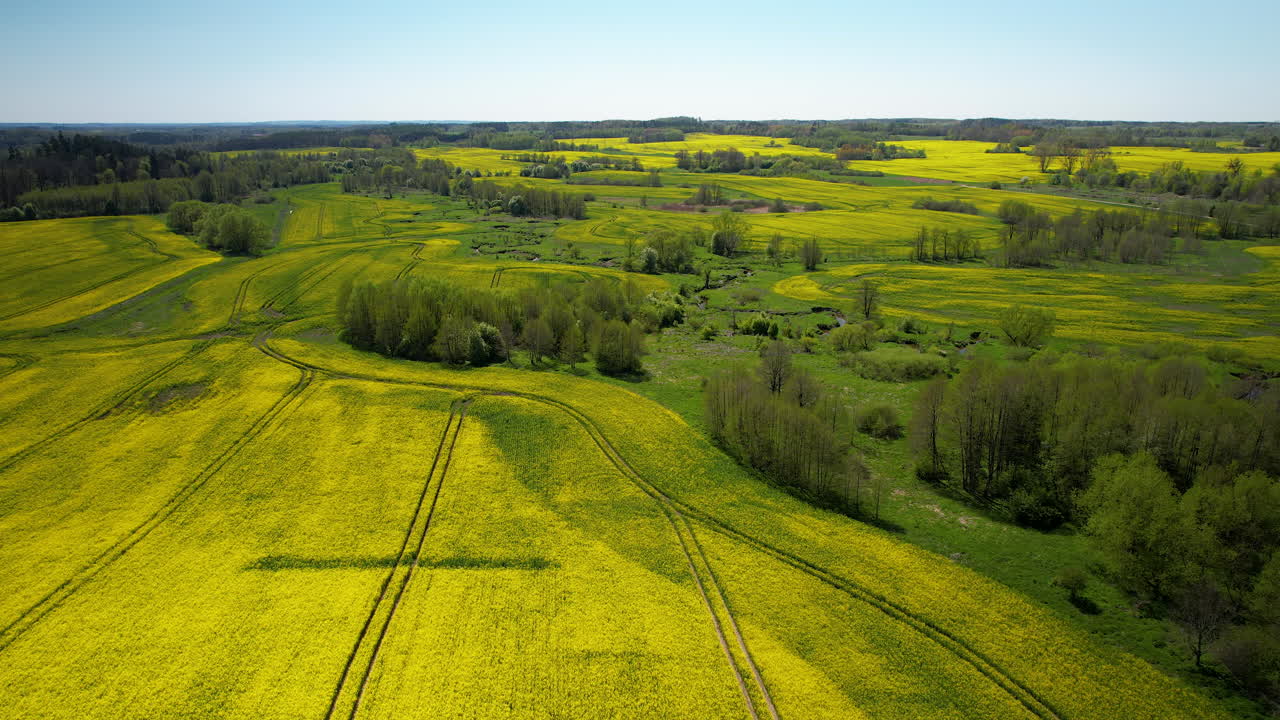 Aerial drone descends over tractor tracks cutting through yellow green rapeseed fields