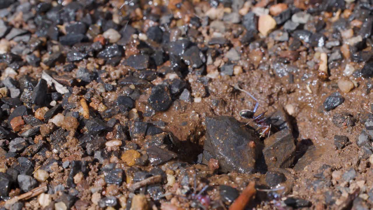Several ants actively move around a small nest entrance in wet, rocky soil, illuminated by natural daylight, captured with a steady macro camera shot