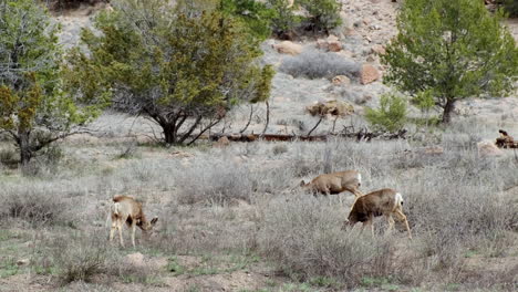 Mule-Deer-Grazing-At-Bandelier-National-Monument