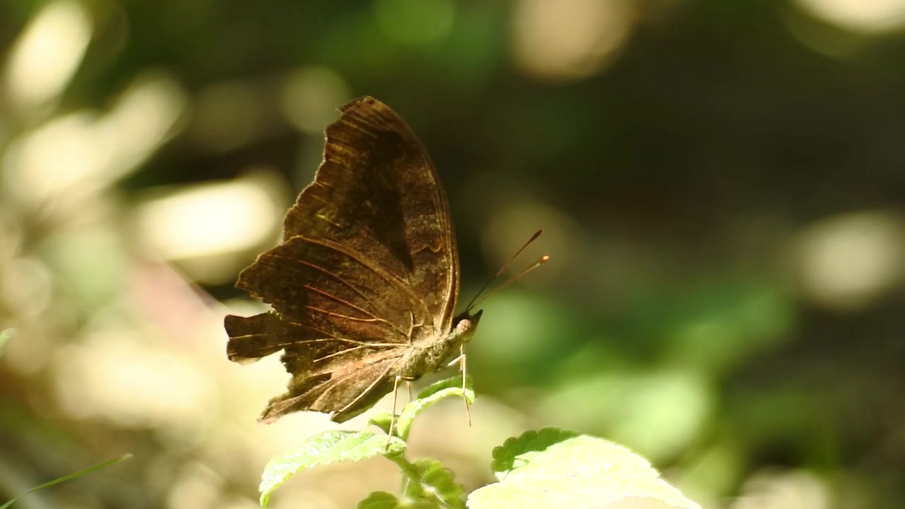 Una farfalla dell'erba a strisce nere posata su un cespuglio. Eurema hecabe