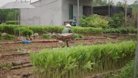 ginger farm in vietnam