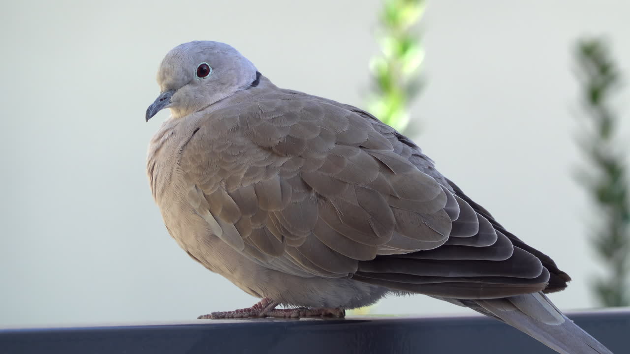 Close up of a collared dove sitting on a stone surface