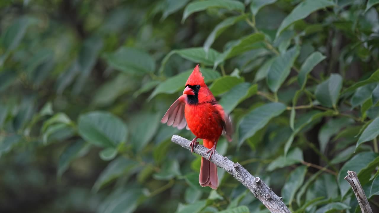 Close-up of a vibrant red cardinal perched on a branch, captured from a side angle