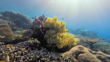 static underwater shot capturing a vibrant coral formation in raja ampat, indonesia. sunlight filters down, illuminating the reef and enhancing the colorful marine ecosystem.