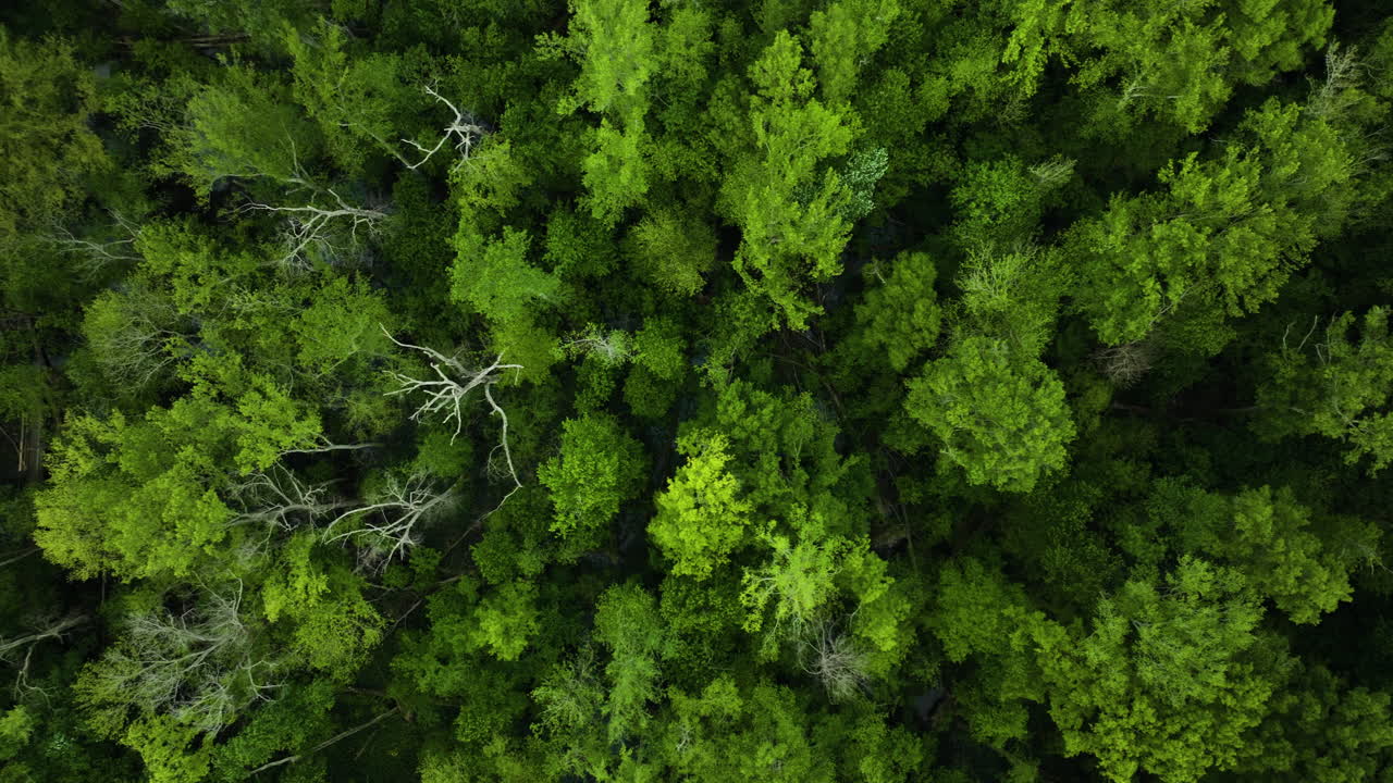 Wooded Nature And Swamps In Big Cypress Tree State Park In Weakley County, Tennessee, United States