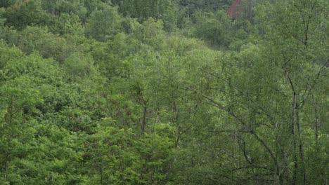 rain over forest, green and calm