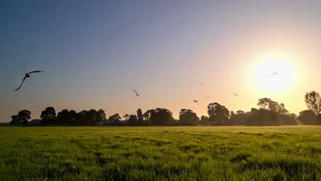 amanecer sobre un campo de hierba con pájaros