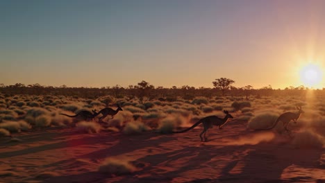 canguros corriendo al atardecer en el interior de australia