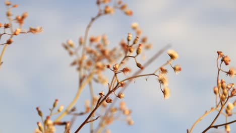 Flores-Silvestres-Secas-Balanceándose-En-La-Brisa-De-Verano-Que-Muestra-El-Concepto-De-Curación-Y-Bienestar-En-La-Naturaleza