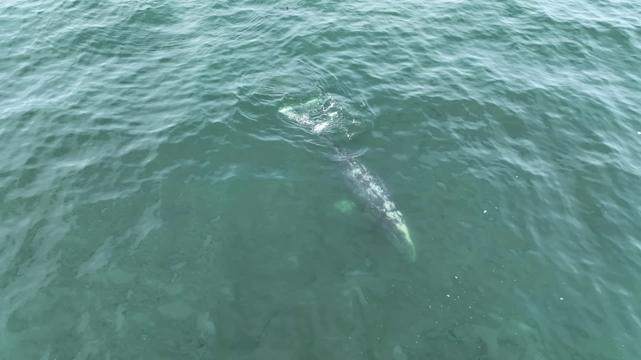Aerial view around a Grey Whale swimming in the ocean, blowing water in the air
