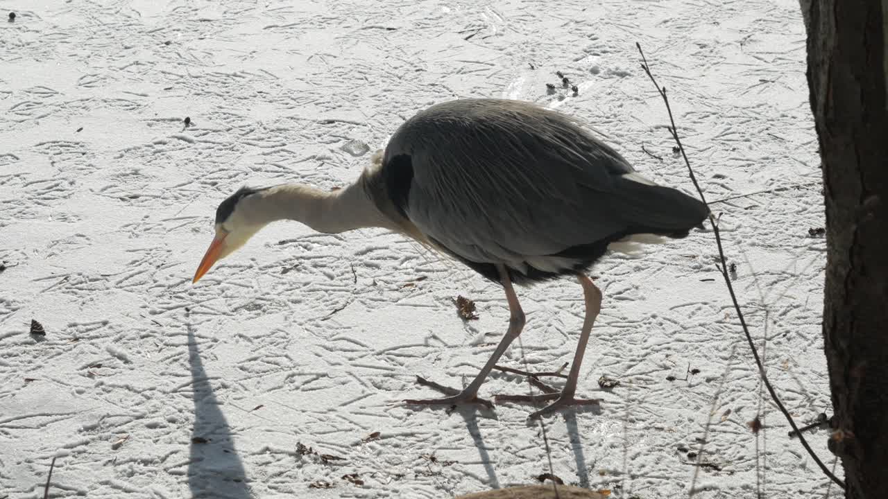 얼어붙은 호수에 서서 음식을 찾고 있는 회색 헤론, 겨울에는 새