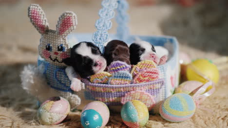 Newborn-Puppy-Near-Easter-Eggs-02