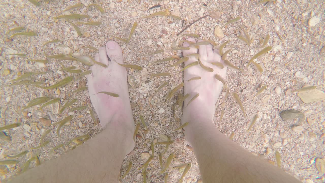 Feet undergoing fish pedicure