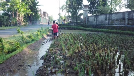 Hombre-Descalzo-Operando-Tractor-De-Arroz-En-Arrozales-De-Aldea,-Indonesia