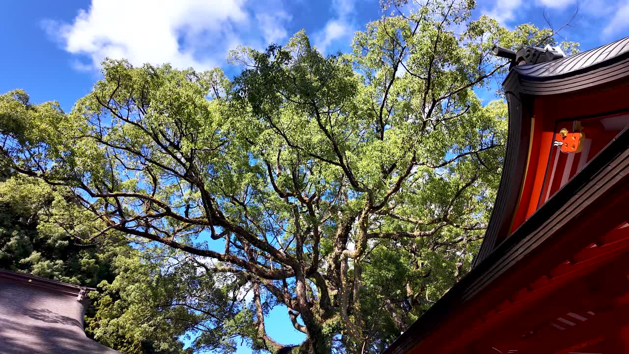 Lush green foliage of the 850 year old Goshinboku camphor tree dominates the sky above a vibrant orange shrine building at Nachi Taisha Grand Shrine