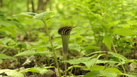 jack-in-the-pulpit plant growing in the forest - closeup