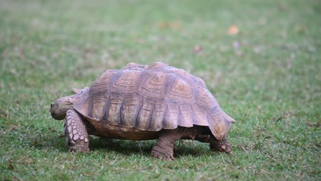 Tortuga-Estimulada-Africana,-Centrochelys-Sulcata,-Imágenes-De-4k