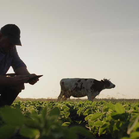 middle-aged farmer eats soybean shoots in field 1