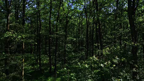 aerial drone ascending forward deep inside from the part of l'huisserie forest, mayenne, france