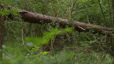 Beschädigter-Baum-Im-Wald-Umgestürzt,-Umgeben-Von-Blättern-Und-Zweigen-1