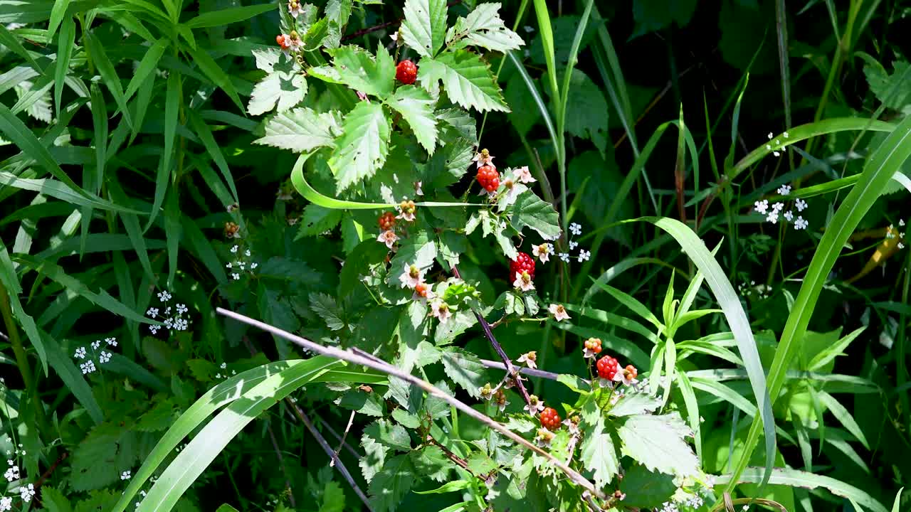 Static video of wild Dewberries