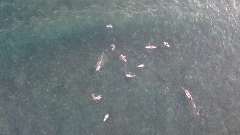 Cenital-shot-of-surfers-swimming-waiting-for-waves-at-Maui,-Hawaii