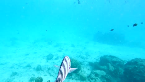 swimming with scissortail sergeants in clear waters of zanzibar