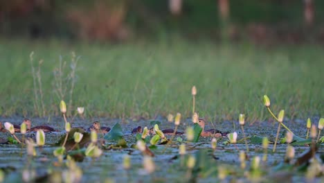 Flock-of-Lesser-whistling-duck-taking-Bath-in-Water-lily-pond