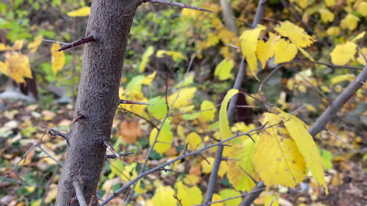 небольшой ствол дерева с желто-коричневыми листьями на ветру, осенний, на заднем плане довольно размытый поток