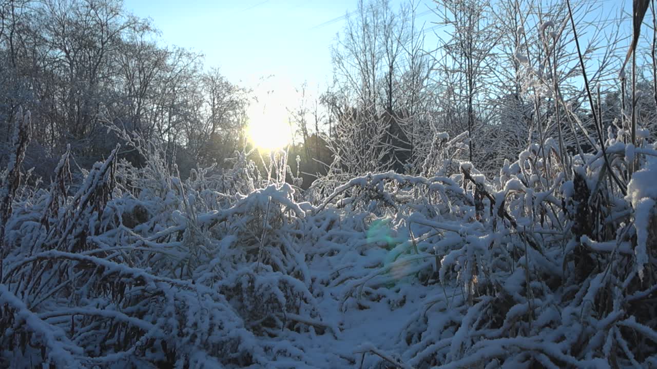 오른쪽에서 왼쪽으로는 겨울의 숲이 보이고, 전면에 높은 갈색 잔디가 있고, 두꺼운 색 눈으로 여 있고, 숲의 나무들을 가로질러 아지는 빛이 그늘을 만들어 줍니다.