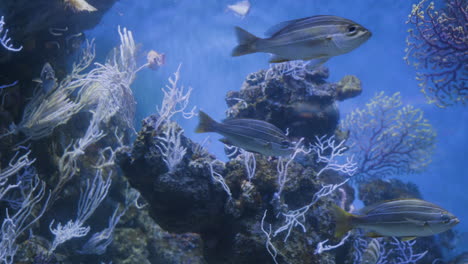 kleine fische schwimmen im großen meerwasseraquarium