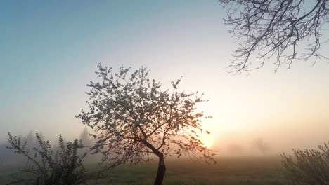 sunrise behind a cherry tree in the polish countryside - gopro time lapse