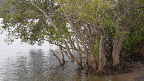 reed and mangroves on the banks of the hawkesbury river, nsw australia