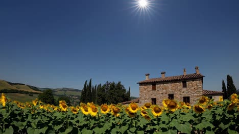 sunflowers field with a stone house