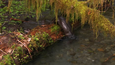 Nutrias-Retozan-En-Un-Arroyo-De-Agua-Dulce-1