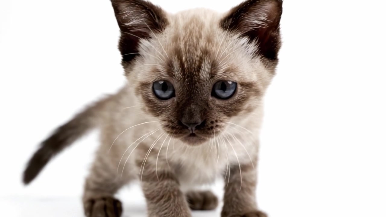 Adorabile Giovane Gattino Siamese in Posa Affascinante su uno Sfondo Semplice, Catturando il Suo Spirito Giocoso e le Sue Caratteristiche Uniche in Ogni Scatto.