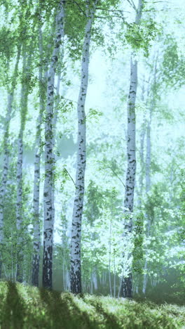 bosque de abedul brumoso