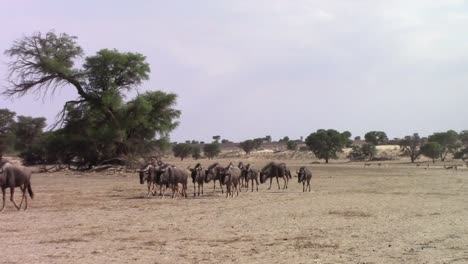 confusion of wildebeest walks through frame in kalahari desert sand