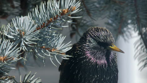 estornino común en el plumaje de invierno posado en un abeto entre agujas