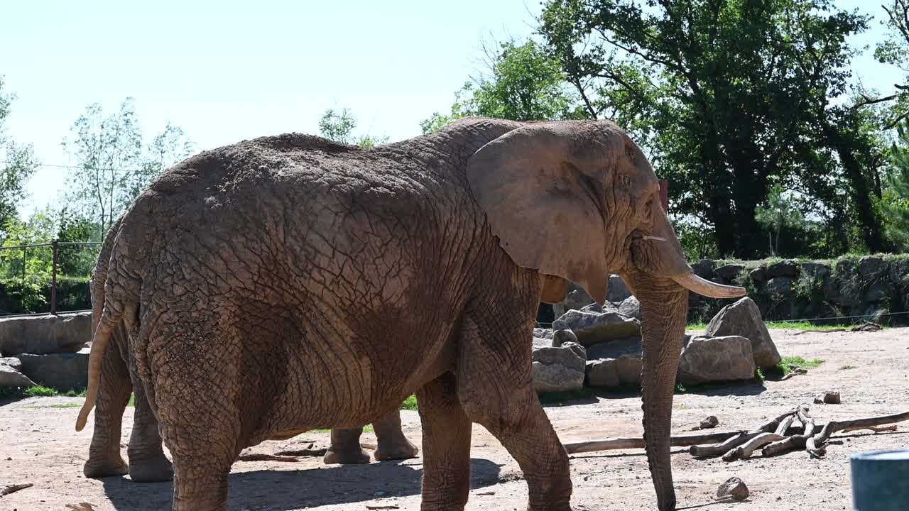 프랑스의 동물원: 걷는 동물원에 있는 늙은 코끼리, 밝고 화창한 날