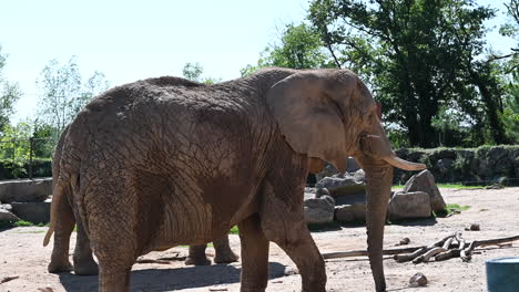 parque zoológico en francia: un viejo elefante en un zoológico ambulante, un día soleado y brillante