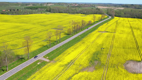 Campo-De-Colza-De-Color-Amarillo-Dorado-Atravesado-Por-Una-Carretera-De-Dos-Carriles,-árboles-Sin-Hojas