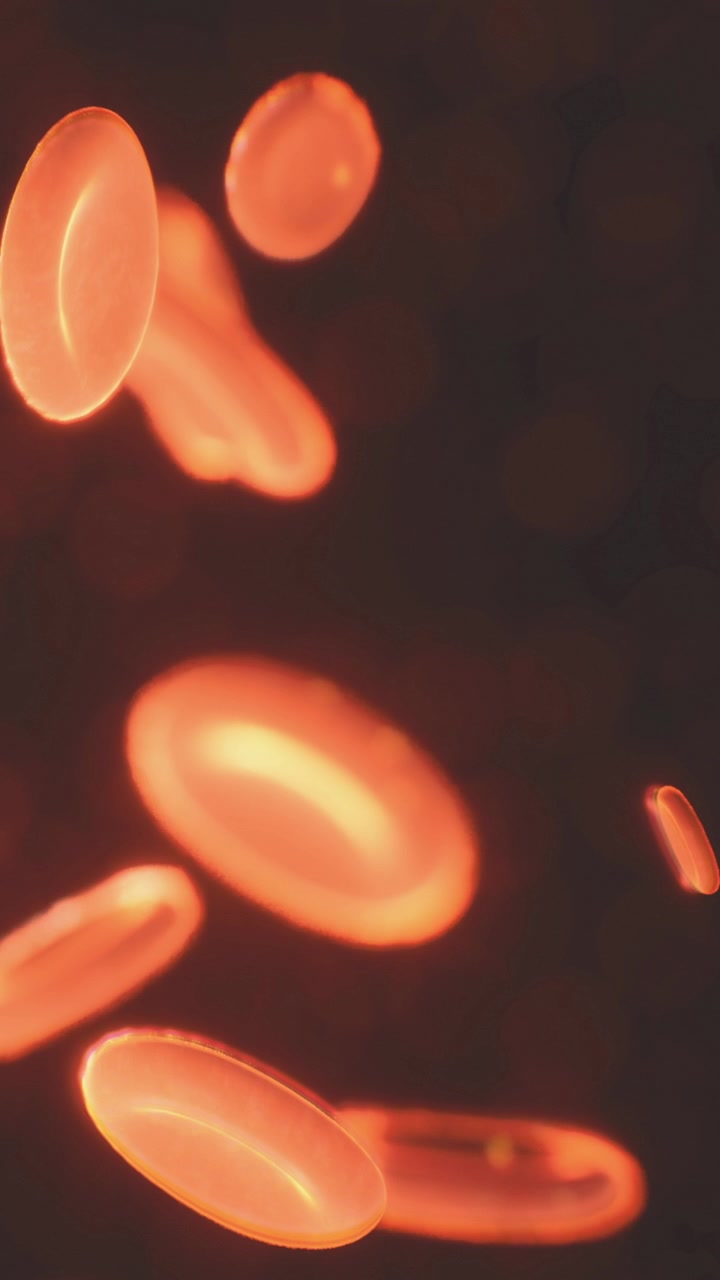 Red blood cells moving in fluid during a biological observation session