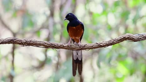 shama de rabadilla blanca encaramado en una vid con fondo bokeo del bosque, copsychus malabaricus, en cámara lenta