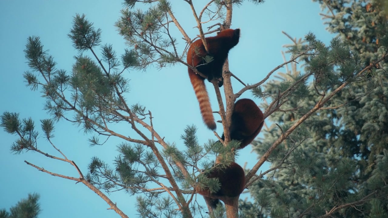 Tre panda rossi seduti su un pino con sfondo di cielo blu.