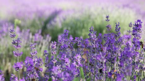 Lavendelfeld-Mit-Bienen-Auf-Blüte---Breit